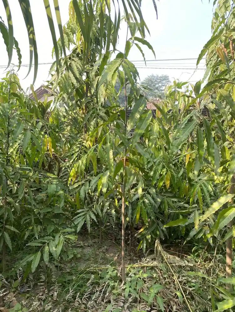 Glodok Tiang — Pohon peneduh dengan bentuk tegak yang elegan.