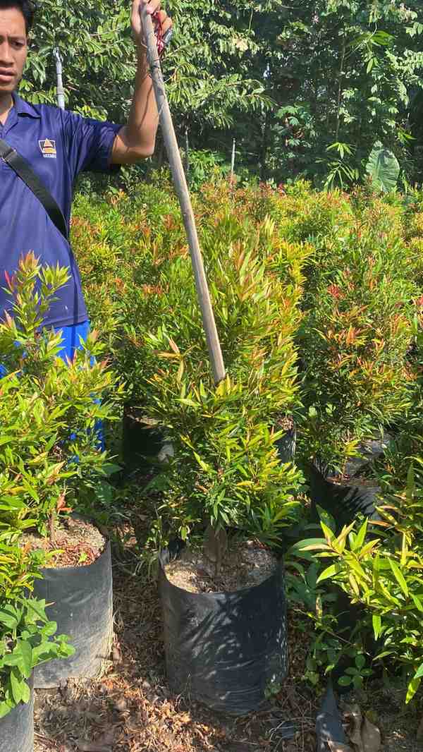 Pucuk Merah — Tanaman pagar dan landscape favorit.