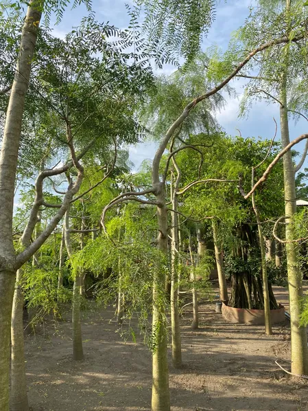 Moringa Afrika berkarakter untuk vocal point landscape