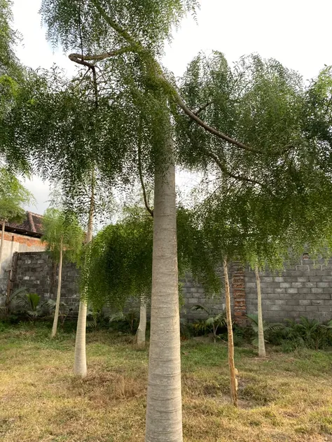 Moringa Afrika lingkar 70 cm ke atas