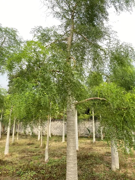 Moringa Afrika sebagai tanaman aksen landscape